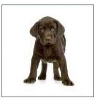 Microfiber Cloth CATS and DOGS